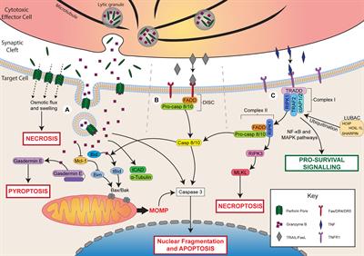 Escaping Death: How Cancer Cells and Infected Cells Resist Cell-Mediated Cytotoxicity